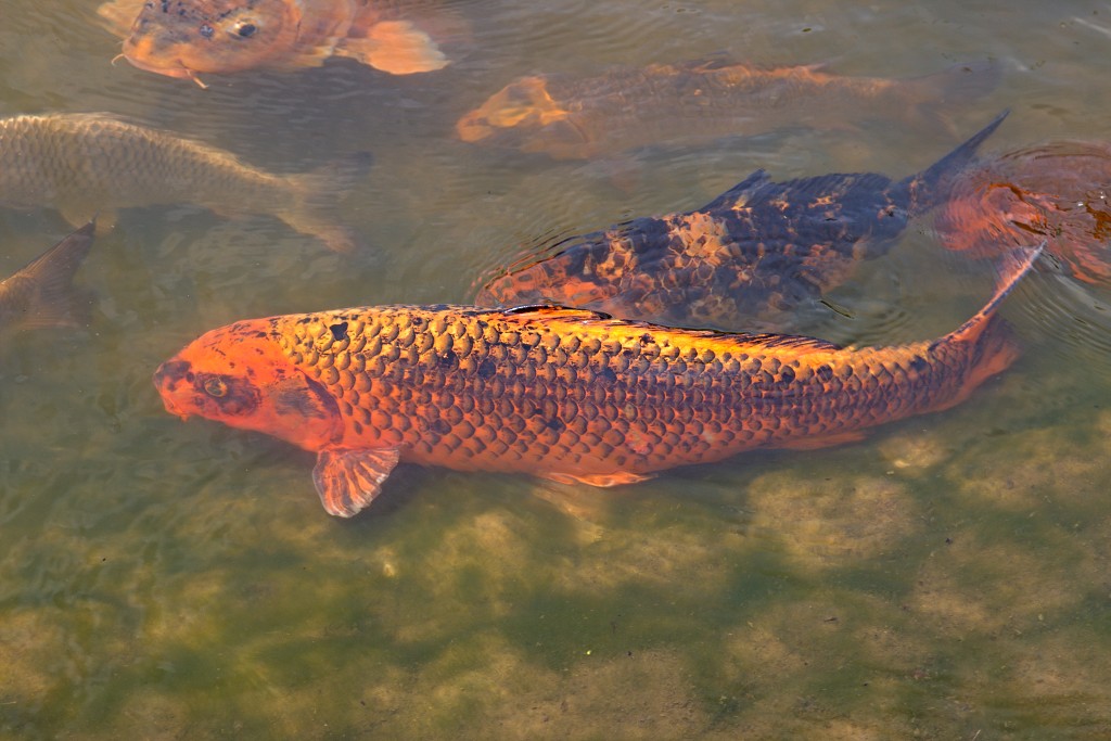 Japanse tuin belgie hasselt koivissen gele Iris ensata koi Cyprinus carpio lente bloesem kersenbloesem voorjaar